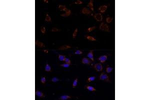 Immunofluorescence analysis of NIH-3T3 cells using MTCH2 Polyclonal Antibody  at dilution of 1:100 (40x lens). (MTCH2 antibody  (AA 30-175))