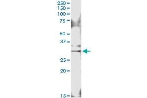 Immunoprecipitation of GOSR1 transfected lysate using anti-GOSR1 MaxPab rabbit polyclonal antibody and Protein A Magnetic Bead , and immunoblotted with GOSR1 MaxPab mouse polyclonal antibody (B01) . (GS28 antibody  (AA 1-250))