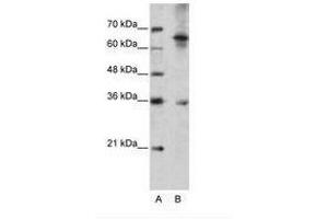 Image no. 2 for anti-Wingless-Type MMTV Integration Site Family, Member 9B (WNT9B) (AA 231-280) antibody (ABIN202335) (WNT9B antibody  (AA 231-280))