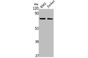 Western Blot analysis of K562 Jurkat cells using HGFA Polyclonal Antibody (HGFA antibody  (C-Term))