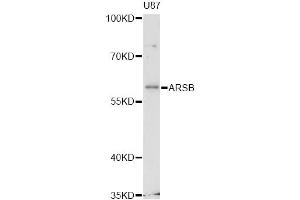 Western blot analysis of extracts of U-87MG cells, using ARSB antibody (ABIN6290023) at 1:3000 dilution. (Arylsulfatase B antibody)