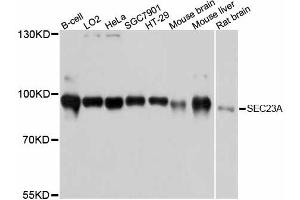 Western blot analysis of extracts of various cell lines, using SEC23A antibody (ABIN6293779) at 1:3000 dilution.
