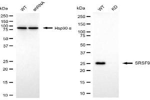 Western blotting analysis using SRSF9 antibody (ABIN7800309).