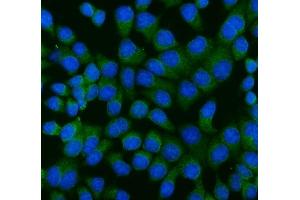 IF analysis of RAGE/AGER using anti-RAGE/AGER antibody (ABIN7601722). (RAGE antibody  (AA 43-404))