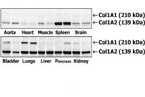 Western Blotting (WB) image for anti-Collagen, Type I (COL1) (AA 1051-1150) antibody (ABIN2173309)