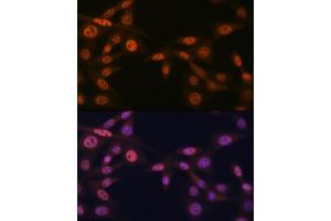 Immunofluorescence analysis of NIH-3T3 cells using MB/MB/ML2 Rabbit mAb (ABIN1679325, ABIN3019109, ABIN3019110 and ABIN7101716) at dilution of 1:100 (40x lens). (MAD2L2 antibody)
