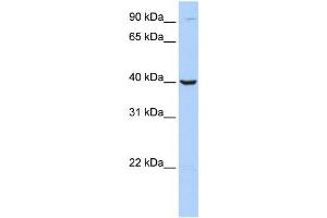 Western Blotting (WB) image for anti-Arginase, Type II (ARG2) antibody (ABIN2459775)