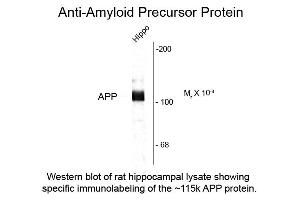 Western Blot of Anti-Beta Amyloid (Rabbit) Antibody - 612-401-253 Western Blot of Rabbit Anti-Beta Amyloid antibody. (beta Amyloid antibody  (C-Term))