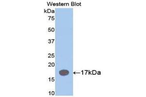 Western Blotting (WB) image for anti-Interleukin 1 Receptor Antagonist (IL1RN) (AA 27-178) antibody (ABIN1078223) (IL1RN antibody  (AA 27-178))