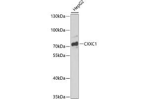 Western blot analysis of extracts of HepG2 cells, using CXXC1 antibody (ABIN6130101, ABIN6139291, ABIN6139294 and ABIN6217417) at 1:1000 dilution. (CXXC1 antibody  (AA 1-210))