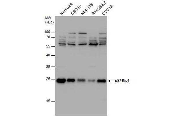 CDKN1B antibody