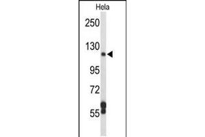 Western blot analysis of DPP8 Antibody in Hela cell line lysates (35ug/lane) (DPP8 antibody  (N-Term))