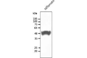 Western Blotting (WB) image for anti-tdTomato Fluorescent Protein (tdTomato) antibody (ABIN7273105) (tdTomato antibody)