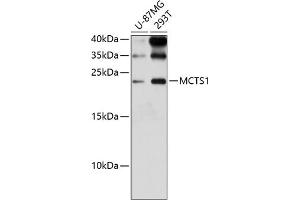 Western blot analysis of extracts of various cell lines, using MCTS1 antibody (ABIN6132341, ABIN6143657, ABIN6143658 and ABIN6224877) at 1:3000 dilution. (MCTS1 antibody  (AA 1-181))