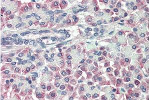 ABIN185630 (10µg/ml) staining of paraffin embedded Human Pancreas. (TTR antibody  (Internal Region))