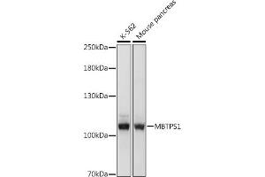 Western blot analysis of extracts of various cell lines, using MBTPS1 antibody (ABIN7268470) at 1:1000 dilution. (MBTPS1 antibody  (AA 803-1052))
