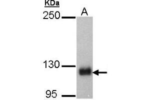 Western Blotting (WB) image for anti-SREBF chaperone (SCAP) (AA 977-1194) antibody (ABIN467517) (SREBF chaperone antibody  (AA 977-1194))