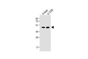 All lanes : Anti-METTL4 Antibody (C-term) at 1:1000 dilution Lane 1: Human liver lysate Lane 2: U-2OS whole cell lysate Lysates/proteins at 20 μg per lane. (METTL4 antibody  (C-Term))