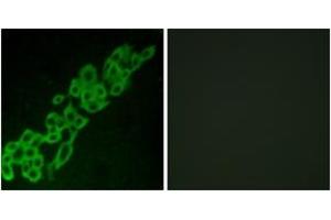 Immunofluorescence (IF) image for anti-G Protein-Coupled Receptor 32 (GPR32) (AA 151-200) antibody (ABIN2890873) (GPR32 antibody  (AA 151-200))