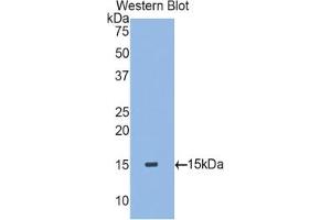 Detection of Recombinant TGFb2, Rat using Polyclonal Antibody to Transforming Growth Factor Beta 2 (TGFb2) (TGFB2 antibody  (AA 331-442))