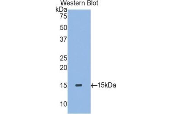 TGFB2 antibody  (AA 331-442)