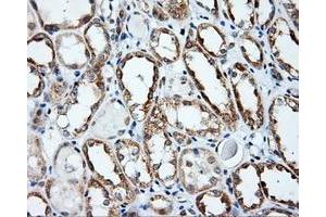 Immunohistochemistry (IHC) image for anti-Amyloid beta (A4) Precursor Protein (APP) antibody (ABIN1496878) (APP antibody)