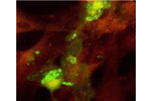 Immunofluorescence (IF) image for anti-Glycophorin C (GYPC) antibody (ABIN265604) (CD236/GYPC antibody)