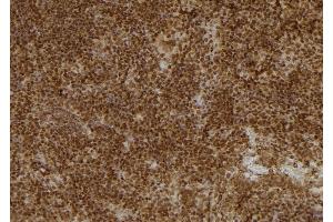 ABIN6277102 at 1/100 staining Mouse spleen tissue by IHC-P. (UAP1 antibody  (Internal Region))