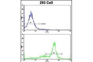 Flow cytometric analysis of 293 cells using ATP5O Antibody (N-term)(bottom histogram) compared to a negative control cell (top histogram). (ATP5O antibody  (N-Term))