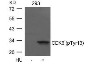 Image no. 1 for anti-Cyclin-Dependent Kinase 6 (CDK6) (pTyr13) antibody (ABIN401596) (CDK6 antibody  (pTyr13))