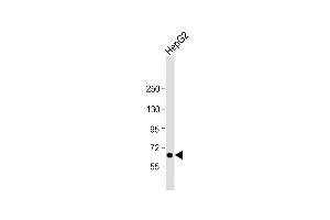 Anti-LSR Antibody (N-Term) at 1:2000 dilution + HepG2 whole cell lysate Lysates/proteins at 20 μg per lane. (LSR antibody  (AA 10-43))