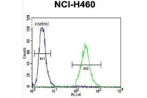 CCDC54 Antibody (Center) flow cytometric analysis of NCI-H460 cells (right histogram) compared to a negative control cell (left histogram). (CCDC54 antibody  (Middle Region))