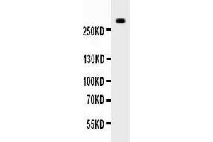 Anti-VWF Picoband antibody,  All lanes: Anti-VWF at 0. (VWF antibody  (AA 2535-2813))