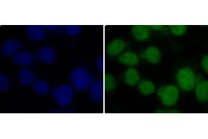 Immunofluorescence analysis of 293T cells using TriMethyl-Histone H3-K36 Polyclonal Antibody (Histone 3 antibody  (3meLys36))