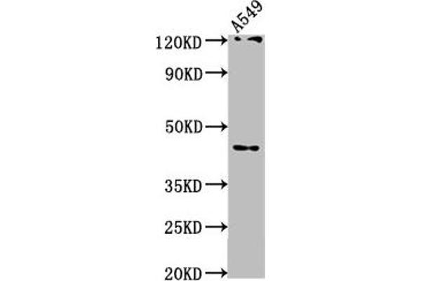 AIFM2 antibody  (AA 110-373)