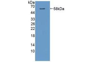 Figure. (CAMK2A antibody  (AA 1-478))