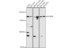 Western blot analysis of extracts of various cell lines, using PHLPP1 antibody (ABIN6128434, ABIN6145573, ABIN6145574 and ABIN6225035) at 1:1000 dilution. (PHLPP1 antibody  (AA 1508-1717))