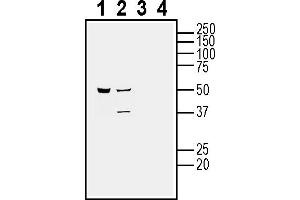 Western blot analysis of human HMC3 microglia cell line lysate (lanes 1 and 3) and human  MG glioma cell line lysate (lanes 2 and 4):1-2. (CALHM2 antibody  (Extracellular))