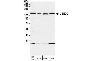 Western Blotting (WB) image for anti-Ubiquitin-Conjugating Enzyme E2O (UBE2O) (AA 725-775) antibody (ABIN7452135) (UBE2O antibody  (AA 725-775))