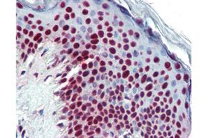 Anti-THOC4 antibody IHC of human skin. (THO Complex 4 antibody)