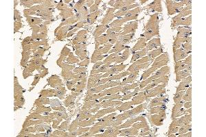 ABIN7094925 and ABIN7098981 at 1/100 staining rat heart tissue by IHC-P. (Calpastatin antibody)