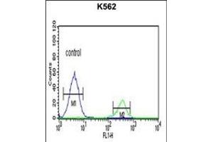 KIR3DS1 Antibody (C-term) (ABIN652617 and ABIN2842412) flow cytometric analysis of K562 cells (right histogram) compared to a negative control cell (left histogram). (KIR3DS1 antibody  (C-Term))
