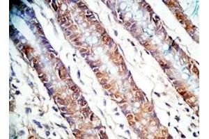Human colon tissue was stained by Rabbit AntiPYY (3-36)-Gly (Human) Antiserum (Peptide YY (PYY) -Gly (AA 3-36) antibody)