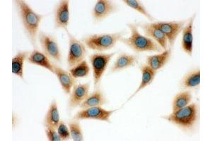 ICC testing of human A549 cells with COMT antibody. (COMT antibody  (AA 52-271))