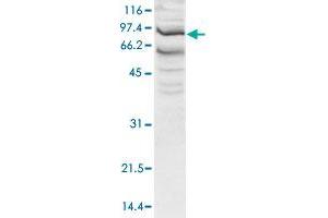 Western blot was performed using nuclear extracts from HeLa cells (HeLa NE, 20 ug) and the SSRP1 polyclonal antibody  at dilution 1 : 1,000 in TBS-Tween + 5% skimmed milk. (SSRP1 antibody  (N-Term))