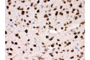 IHC testing of FFPE mouse brain with HuD antibody. (HuD / ELAVL4 antibody)