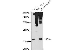 Immunoprecipitation analysis of 300 μg extracts of HeLa cells using 3 μg UBL4A antibody (ABIN6132763, ABIN6149851, ABIN6149852 and ABIN6220548). (UBL4A antibody  (AA 1-157))