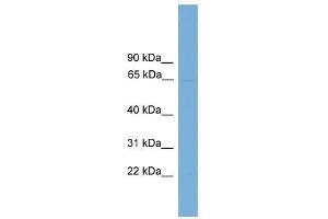 POLR3C antibody used at 0. (POLR3C antibody  (Middle Region))