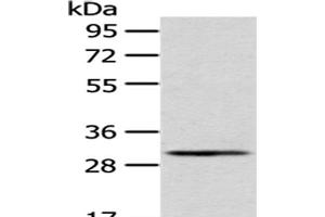 Western Blot analysis of A549 cells using AQP3 Polyclonal Antibody at dilution of 1/200 (AQP3 antibody)