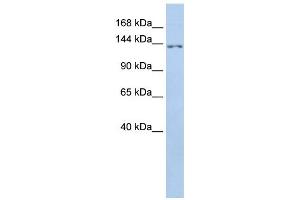 Western Blotting (WB) image for anti-Transmembrane Protein 132B (TMEM132B) antibody (ABIN2459374) (TMEM132B antibody)